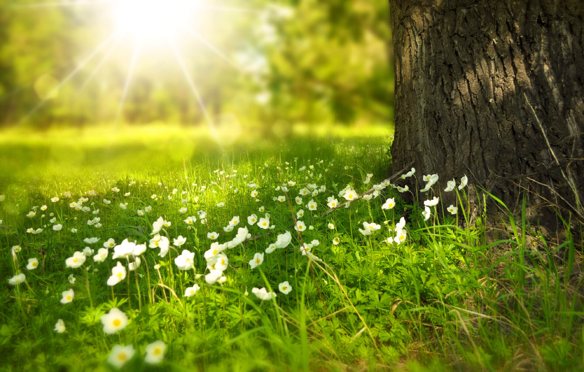 field of white flowers
