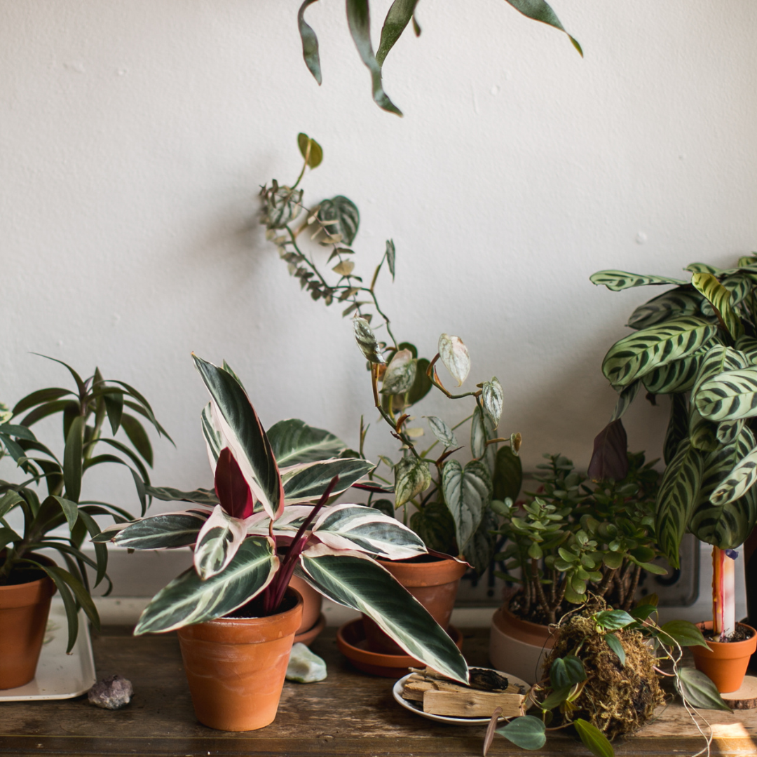 Selection of indoor plants