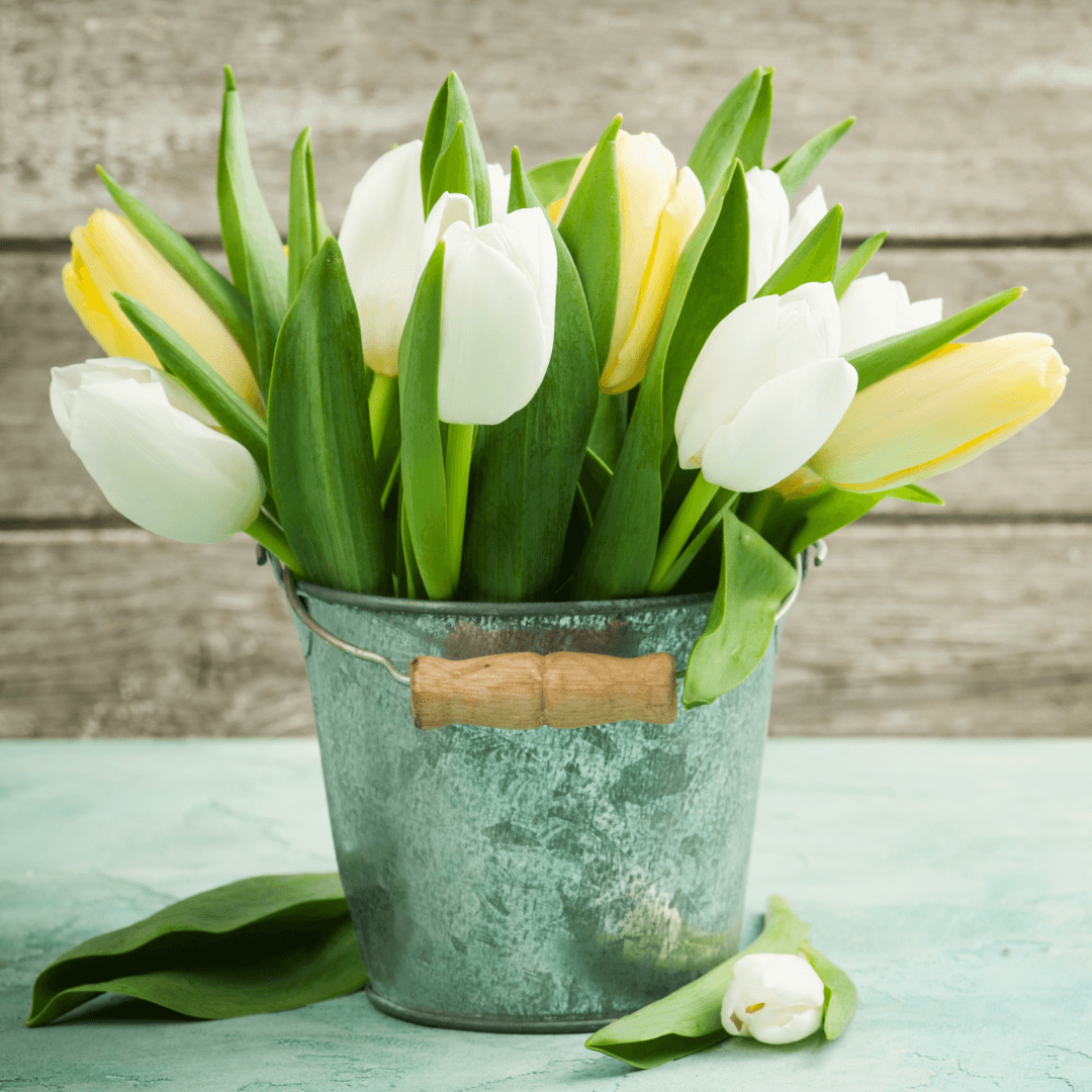 Vintage tin bucket with tulips